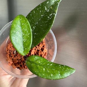 Hoya Carnosa &#39;wilbur Graves&#39; - ROOTED cutting