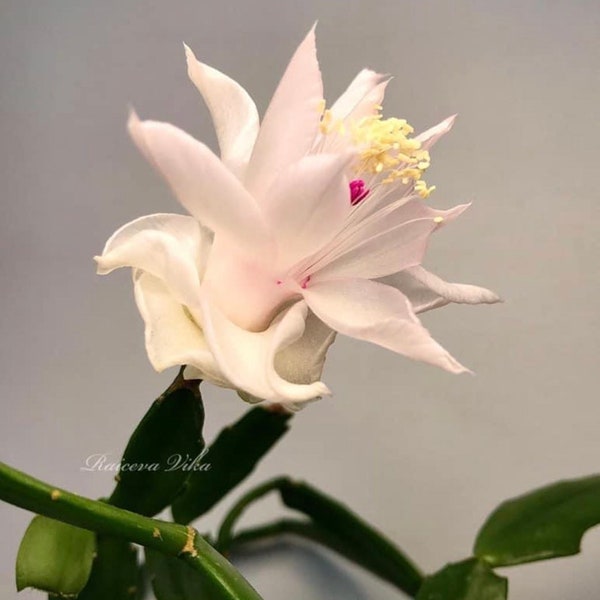RARE! Christmas Cactus Schlumbergera “White Rose” - Japan sort