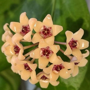 Hoya «Cutis-Porcelana» - UNROOTED cutting
