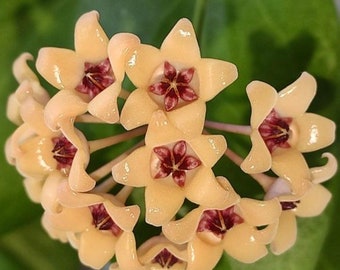 Hoya «Cutis-Porcelana» - UNROOTED cutting