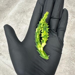 Variegated Huernia Zebrina - Rare Succulent, Live Plant, Rescue Flower, Collector’s Piece