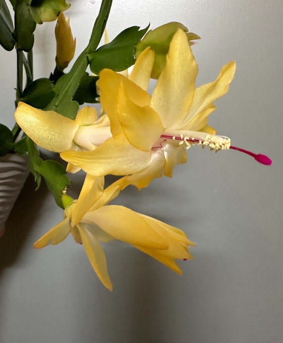Schlumbergera Christmas Cactus cebeline - Cutting for 3 Segments - Etsy