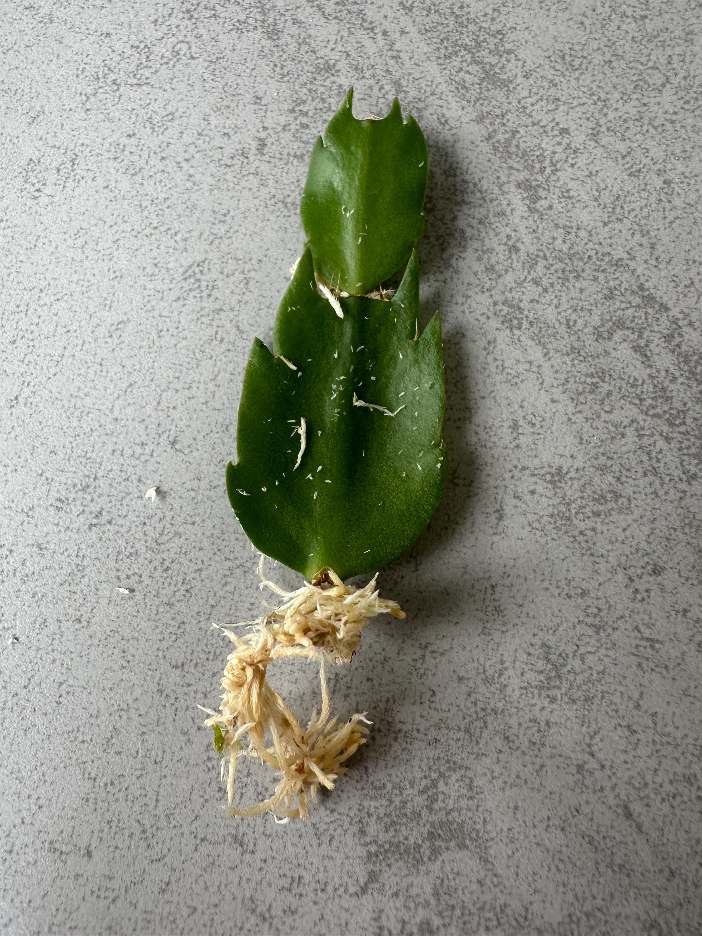 Schlumbergera Christmas Cactus cebeline - Cutting for 3 Segments - Etsy