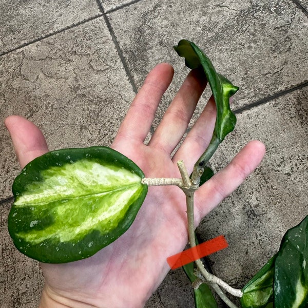 Hoya Obovata Variegata splash - the cutting