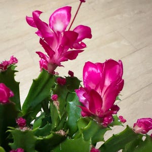 May include: A pink and white Christmas cactus with green leaves and buds.