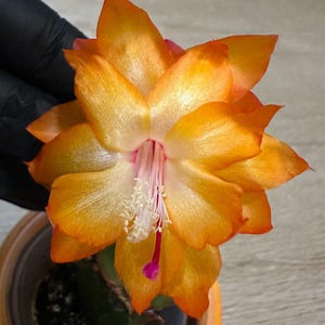 May include: Close-up of a vibrant orange Christmas cactus flower in full bloom. The flower has multiple layers of petals with a pink and white center. The plant is in a small orange pot.
