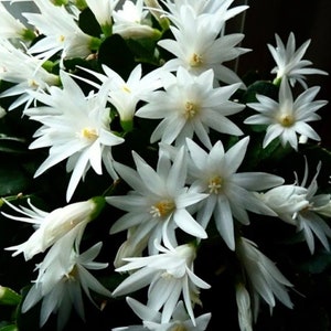 May include: A close-up of a white Christmas cactus in bloom. The cactus has many white flowers with long, thin petals.