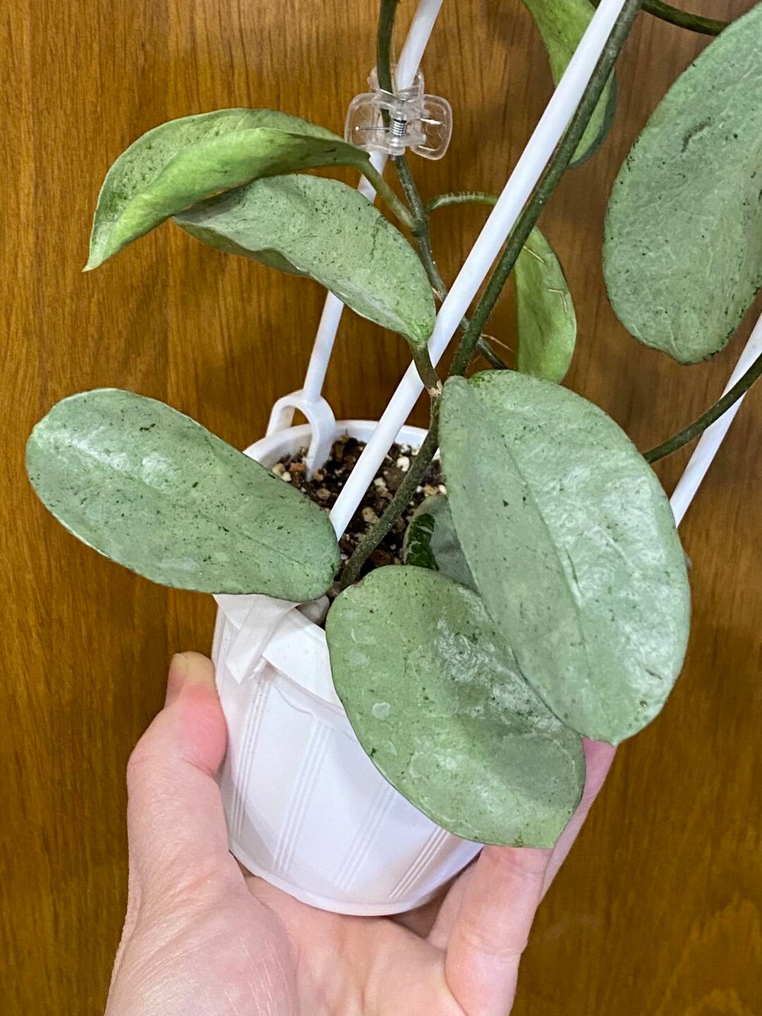 RARE Hoya Carnosa Grey Ghost UNROOTED CUTTINGS - Etsy