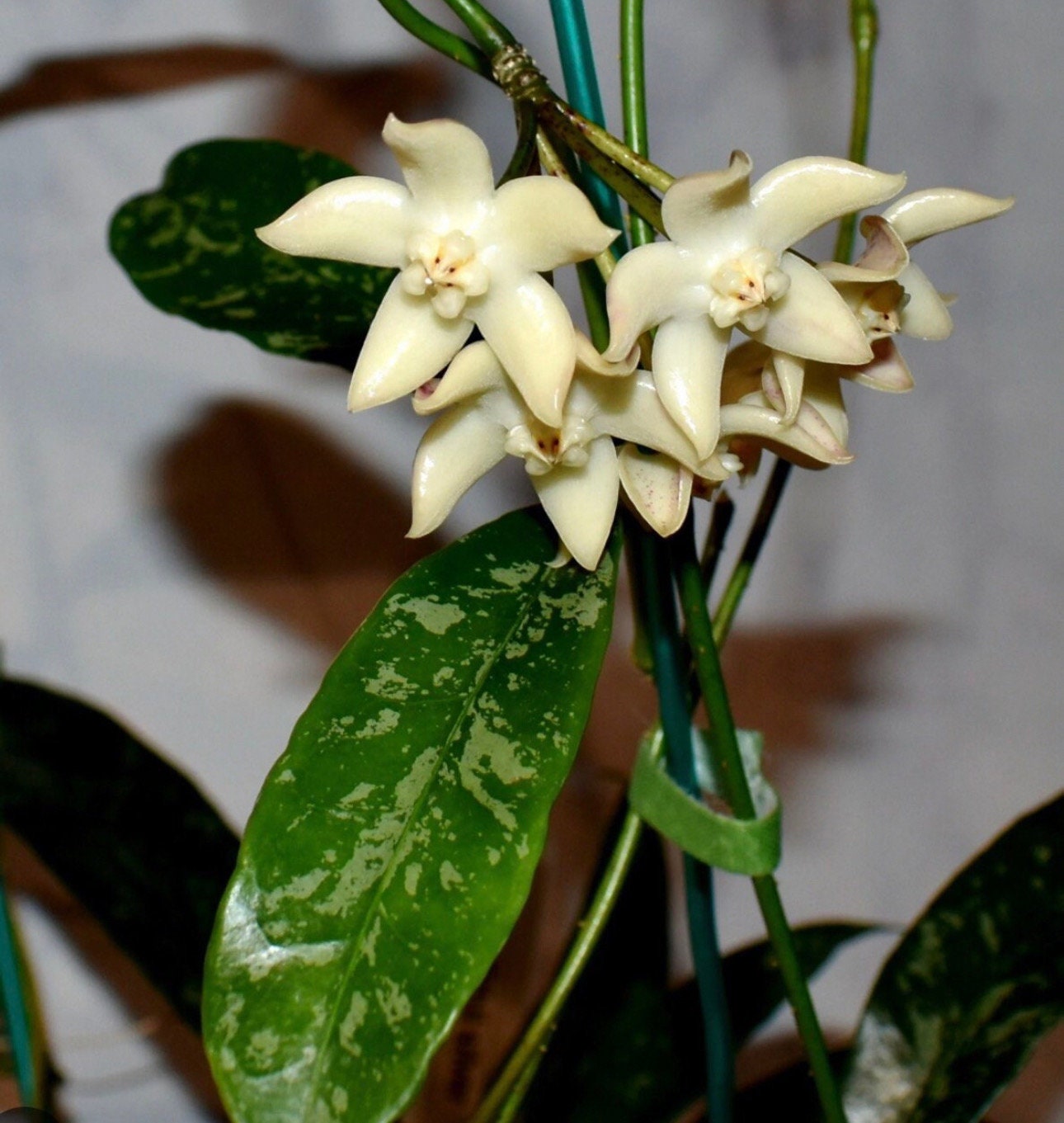 Hoya Griffithii Silver Splash - Etsy Hoya Griffithii Silver Splash - Etsy