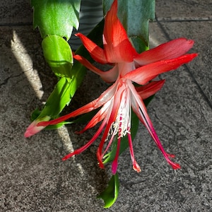Christmas Cactus Schlumbergera Chiba Spot (Shooting Star)