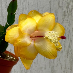 Christmas Cactus Schlumbergera “Outono Brazil” - cutting for 2 segments