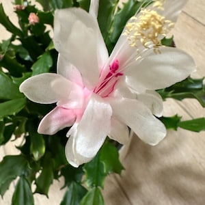 Christmas Cactus Schlumbergera “Thor Wild White” - exclusive sort , cutting for 3 segments