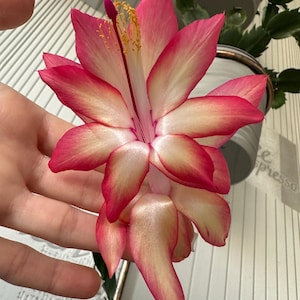Schlumbergera Christmas Cactus “Frony” - cutting for 2 segments