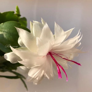 May include: A white Christmas cactus flower with a bright pink center. The flower has many petals and is in full bloom.