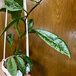 CUTTINGS! Hoya AH-074 silver - rare collectible variety