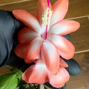 RARE! Christmas Cactus Schlumbergera “Leonardo da Vinci” - cutting for 3 segments