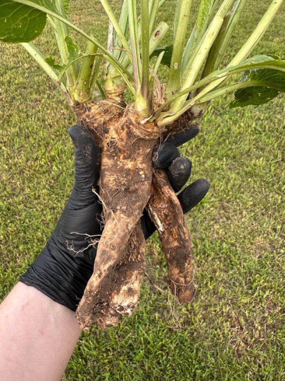 Fresh Organic Horseradish Root – 2 Large Roots for Planting or Cooking – Chemical-Free, Ready to Grow
