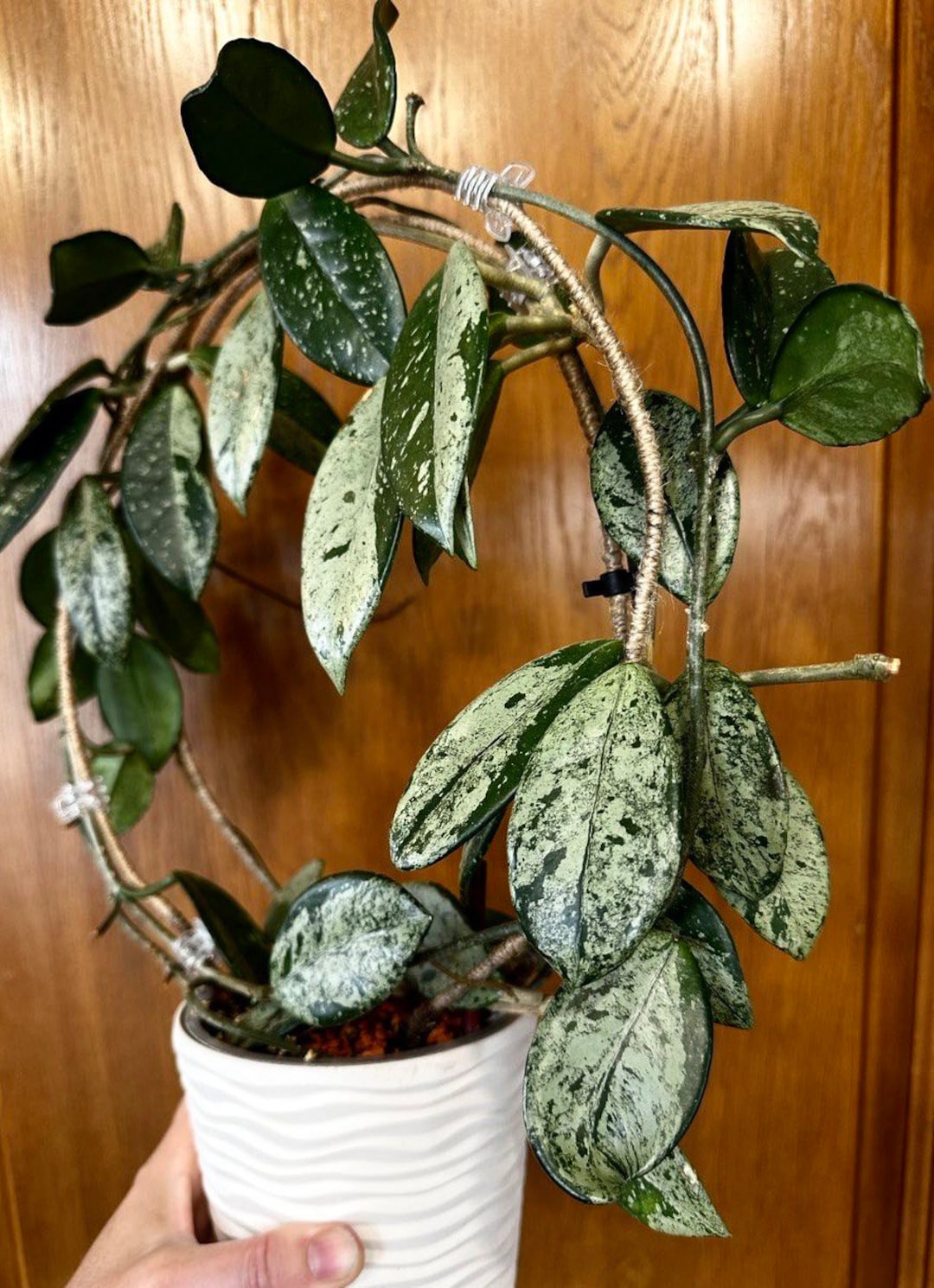 お歳暮 時期 - Graves' 'wilbur Carnosa Hoya UNROOTED Etsy - CUTTINGS その他観葉植物