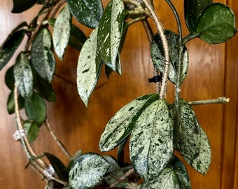 ホヤ・シルバー・ダラー - Etsy 日本