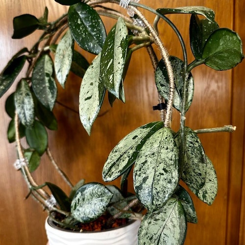 Hoya Carnosa 'wilbur Graves' - UNROOTED CUTTINGS - Etsy