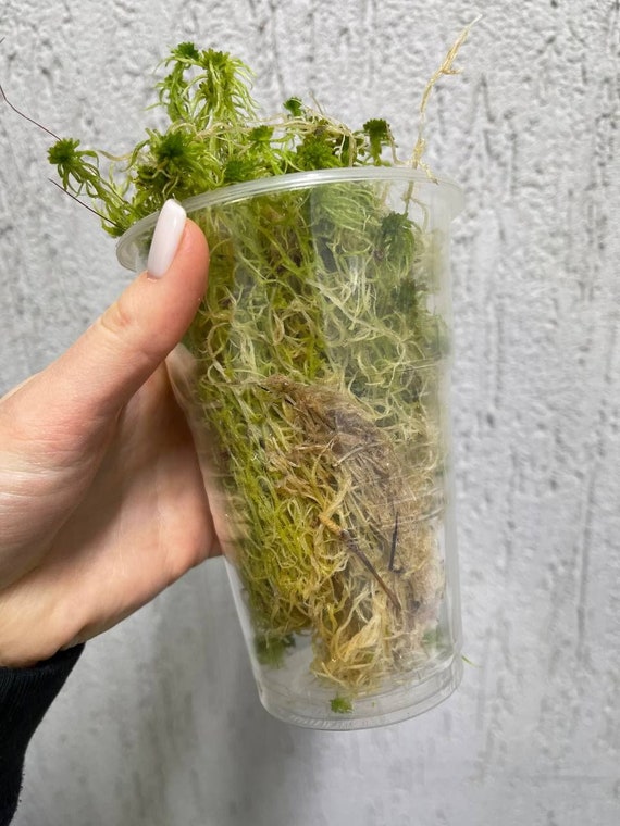 How to Use Sphagnum Moss for Your House Plants - The Urban Sprout