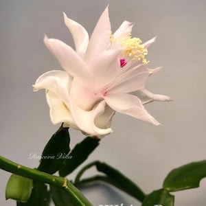 RARE! Christmas Cactus Schlumbergera “White Rose” - unrooted cutting