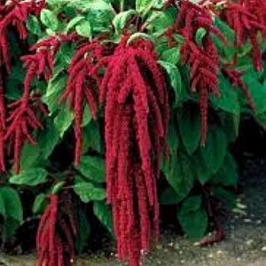 Organic Amaranth Seeds – Non-GMO, Versatile & Nutrient-Rich for Planting, seeds, organic, organic seeds, seeds for planting in garden