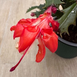 May include: A close-up of a bright red cactus flower with a long, thin pistil. The flower is in bloom and has several petals. The cactus is in a green pot.
