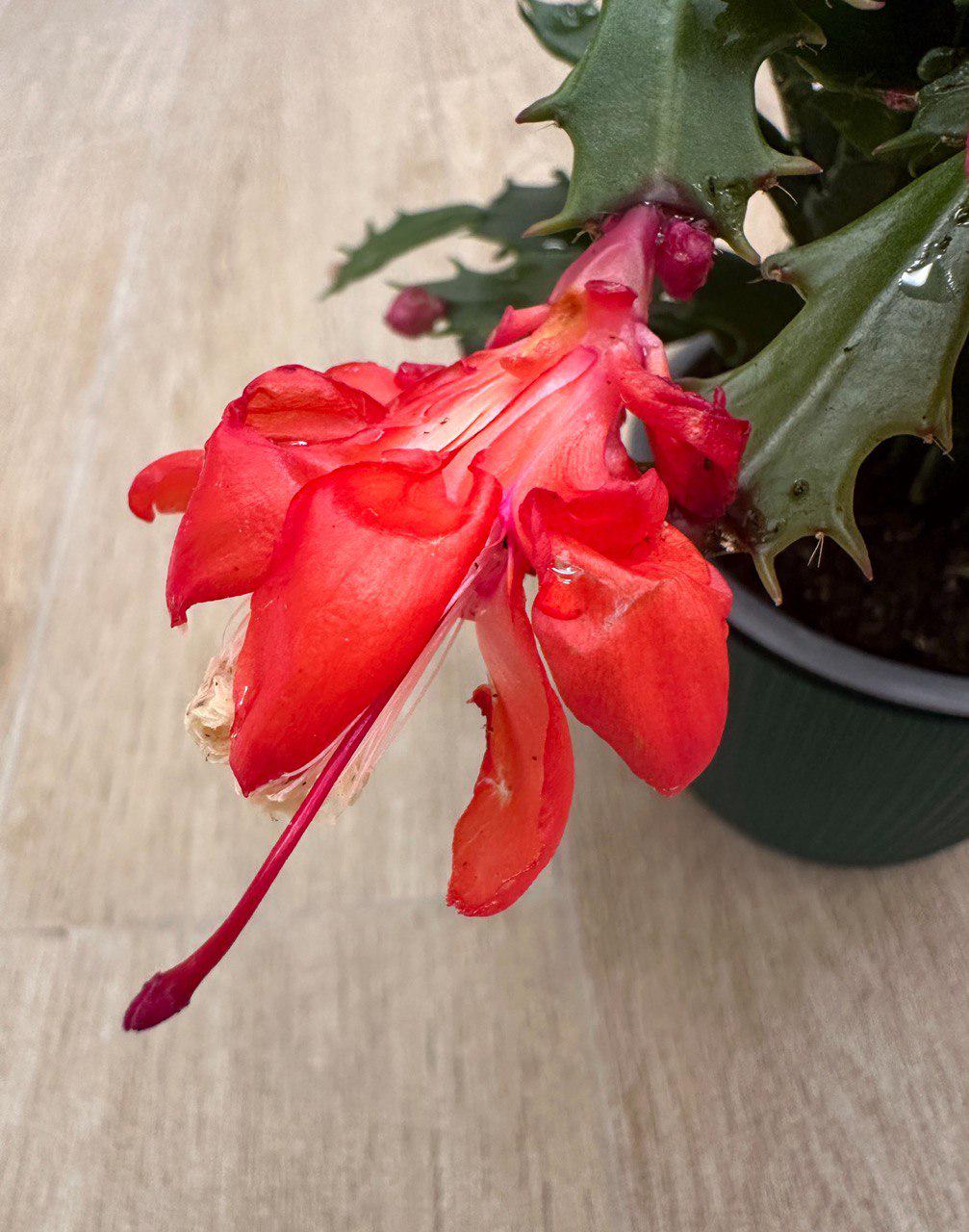 grünpflanze calathea Calathea Compactstar | 80cm