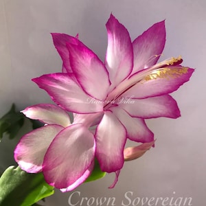 May include: A close-up of a pink and white Christmas cactus flower with the text "Crown Sovereign" below it.