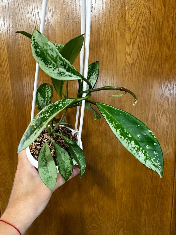 CUTTINGS! Hoya AH-074 Silver - Rare Collectible Variety - Etsy