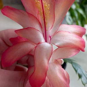 May include: Close-up of a vibrant pink and white Christmas cactus flower. The petals have a gradient of colors, with deep pink edges fading to white. The flower's center features a pink pistil and yellow stamens.