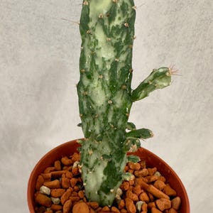 Opuntia Monacantha Monstrosa Variegata – Rare Collectible Cactus, Maverick Variety, Live Plant