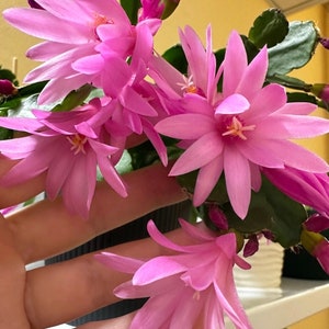 Easter Cactus Rhipsalidopsis “Pink Perl” - cutting for 2 segments