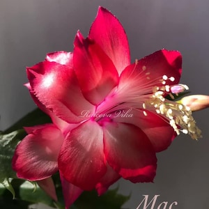 May include: A close-up of a red and white Christmas cactus flower with the text "Raiceva Vika" and "Mac" in the image.