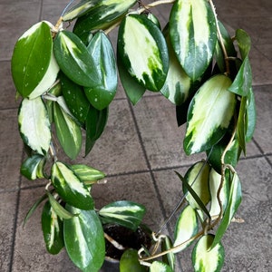 Hoya «Verticillata Acuta White Variegata» - big cutting