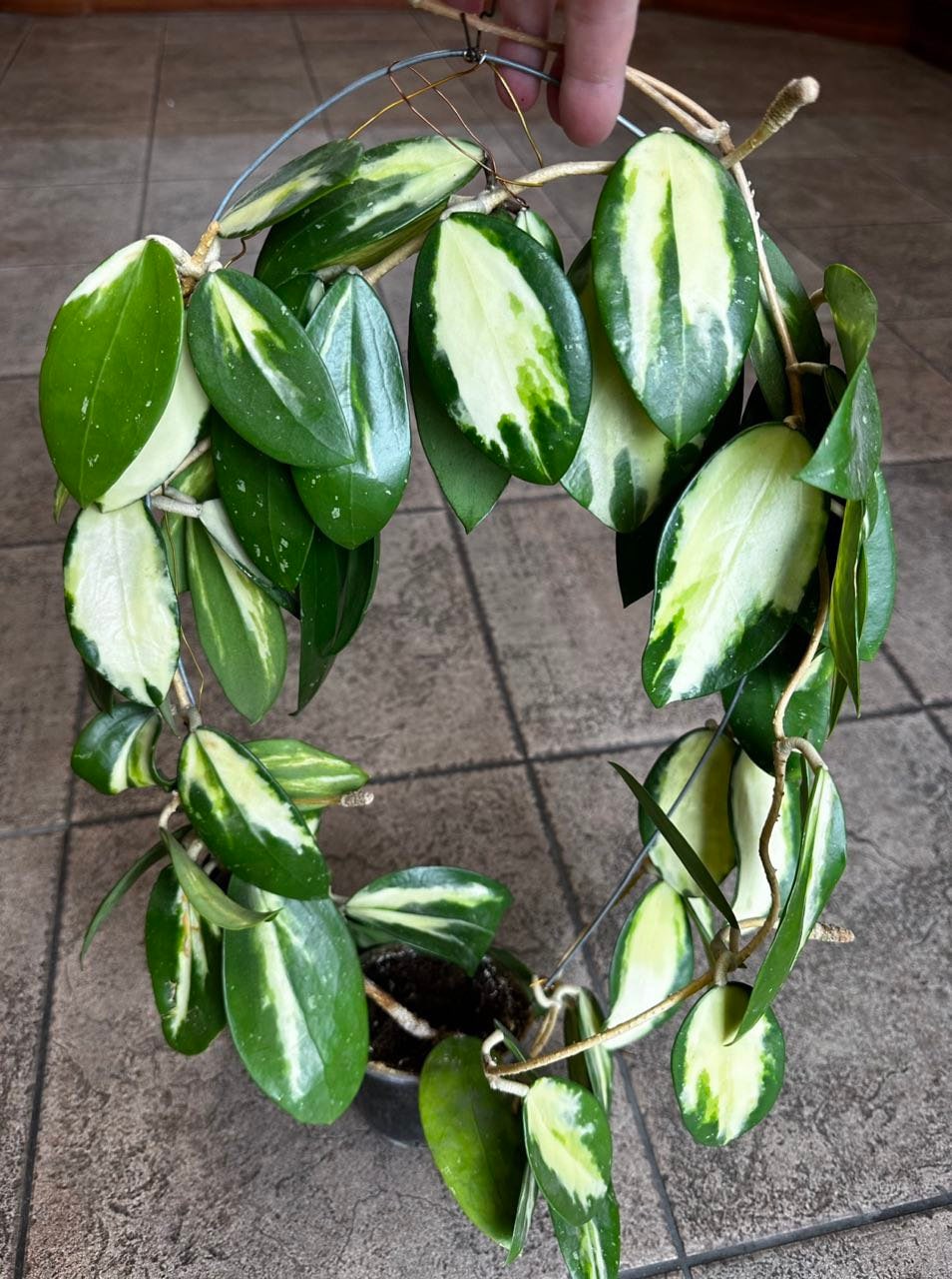 Hoya madara snow angel - Etsy Polska