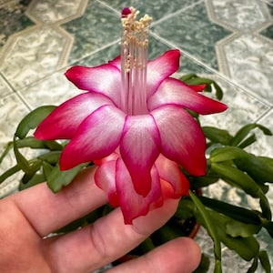 May include: A close-up of a pink and white Christmas cactus flower in bloom. The flower has a delicate, layered appearance with a central cluster of white stamens.