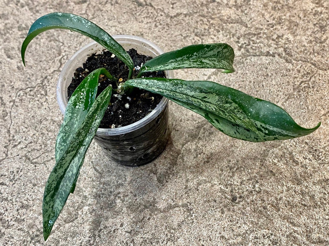 Hoya Cv. Minibelle Splash - Etsy