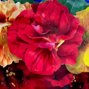 Nasturtium &quot;Jewel&quot; - organic seeds