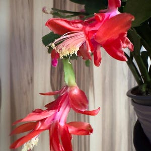 RARE! Christmas Cactus Schlumbergera “Happy” - Japan variety, cutting