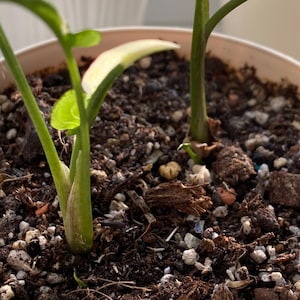 Soil for aroid, hoyas, monsteras, , alocasia, and other plants