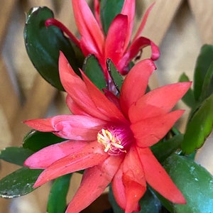 Easter Cactus Rhipsalidopsis UNROOTED cutting