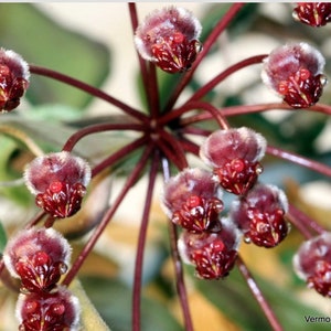 Hoya sp. NS 05-240 - SCHNEIDEN!