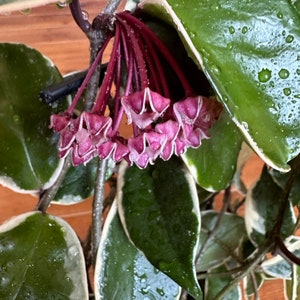 Hoya argentea princess - Etsy 日本