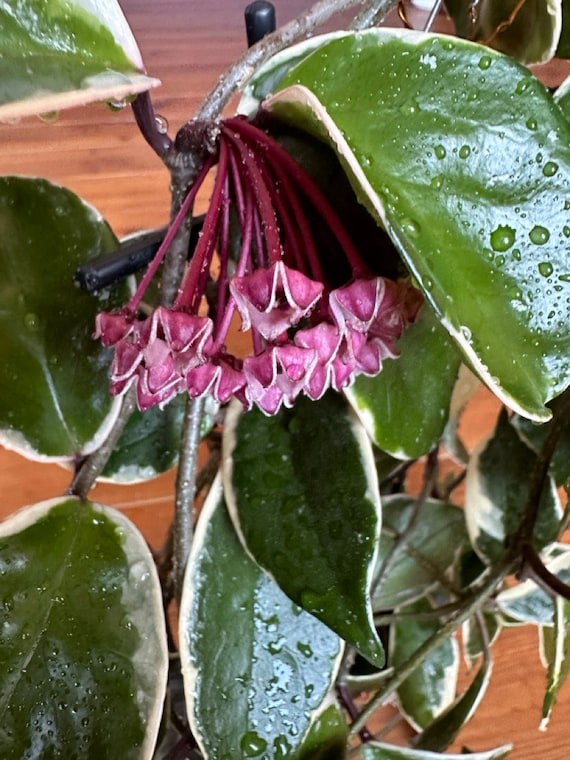 Hoya Carnosa Cv. Snow Ball Margin Variegata - Cutting - Etsy