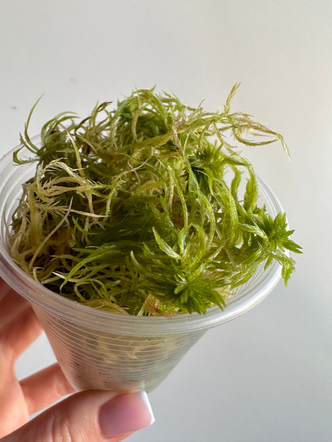 Live Sphagnum Moss, for Rooting Plants, Cuttings. for Growing Aroids