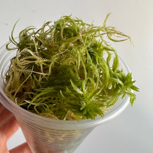 Live sphagnum moss, for rooting plants, cuttings. For growing aroids, for resuscitation of the sick and weak