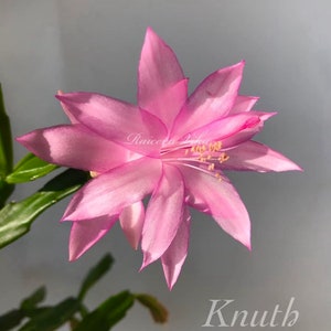 May include: A pink Christmas cactus flower with a yellow center. The flower is in full bloom and has a delicate, star-shaped appearance.