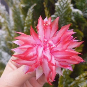 RARE! Schlumbergera Christmas Cactus “Doible Delight” - cutting